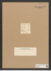 Synedra curvula Kuetz. (de-Toni-Nr.: Genus 66, Species 2649) Zeichnungen Sammlung Grunow Nr. 5368 (NHMW-BOT-W0373784)